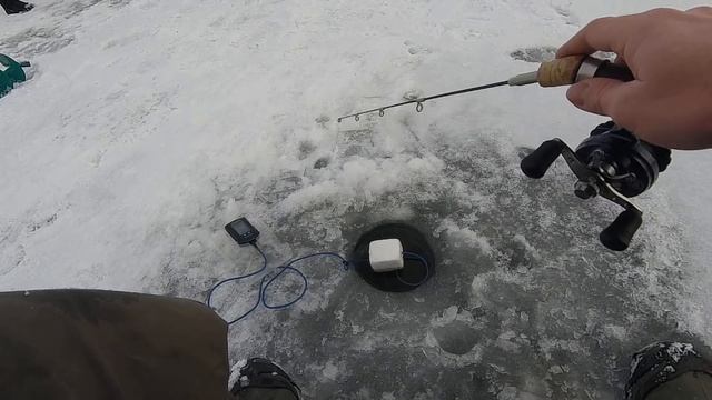 Форель со льда на платнике