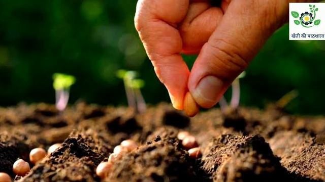 Zinc sulphate vs Chelated Zinc EDTA। जिंक का काम फ़सल में। Zn fertilizer work from plant. смотреть онлайн