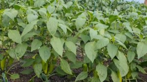 Овощи Растут. Перцы Иветта, Лотта, Фаст, Бест сравнение.