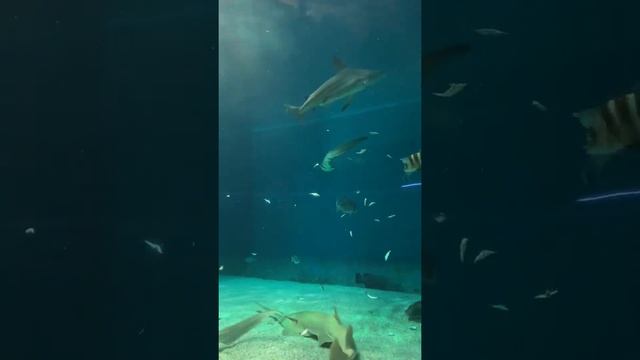 Акулы и рыба-меч едят в аквариуме Генуи. Sharks and swordfish are eating in aquarium of Genoa, Ital