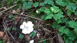 Грибы Гигрофоры. Популярные съедобные грибы. Как распознать.