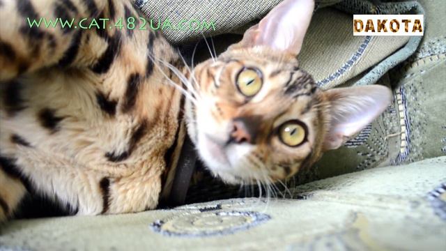 Дакота самая красивая и самая умная в мире кошка бенгальской породы послеобеденная дремота, в гос смотреть онлайн