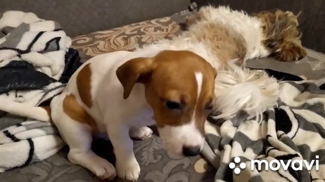 Джек Рассел щенок и кошка? смотреть онлайн