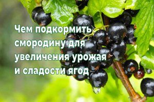 Чем подкормить СМОРОДИНУ, чтобы увеличить размер и повысить сладость ягод.