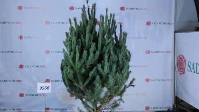 9566 Сосна Новогодняя Зеленая 2.50 - 3.00 м смотреть онлайн