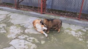 Are my dogs fighting or playing?