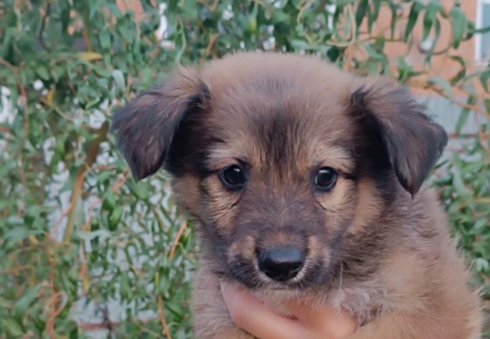 Малыши ищут дом смотреть онлайн