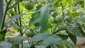 Урожайные томаты черри. Сорта томатов для открытого грунта. Сорт Красная жемчужина обзор