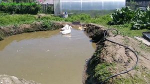 Два гусиных семейства на пруду. Гуси играют на воде с гусятами!