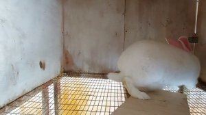 Кролики стали получать  сено и появился ушной клещ. Чем лучше лечить ушной  клещ  у кроликов.