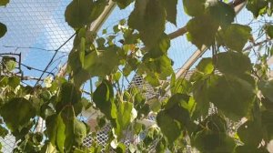 Летний вольер для декоративных птиц Амдины гульда