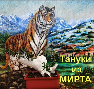 Как создать ТАНУКИ БОНСАЙ из Мирта часть 2 первая формировка