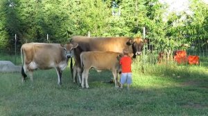 Джерсейская молочная племенная порода коровы продаем оптом из Европы