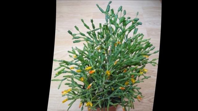 Хатиора уход смотреть онлайн