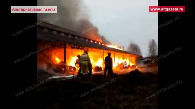 Утром сгорела ферма с коровами в Тешилово смотреть онлайн
