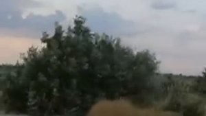 Камышеватка!
