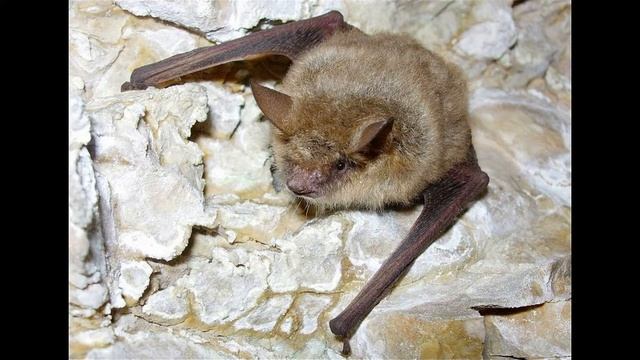 Трехцветная ночница. смотреть онлайн