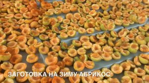 АБРИКОС(КУРАГА)-ПОЛЬЗА И ОПАСНО!!!