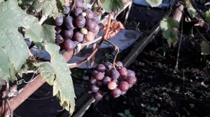 Эверест очень крупный виноград