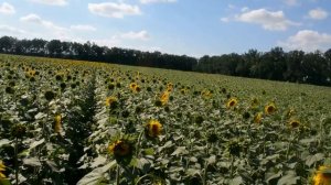 Подсолнечник Ново-Алье устойчивый к гербицидам группы имидазолинов. Демонстрационный посев