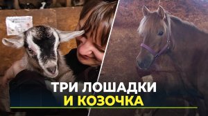 В салехардской конюшне родились три жеребёнка Приобской породы