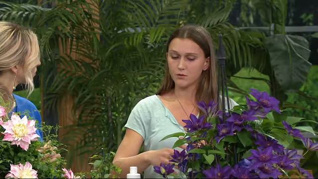 Roberta's 3-piece Long-Blooming Double Clematis on QVC смотреть онлайн