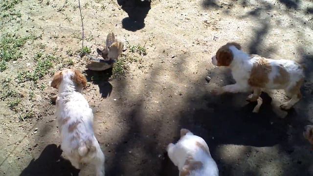 Бретон 2 мес. смотреть онлайн