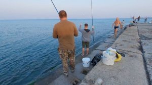 СТАВРИДА на поплавок! Поклёвки одна за другой!!! Просто мечта, а не рыбалка!!!