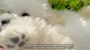 Первое путешествие на поезде с собакой || Первый выгул той-пуделя Юки ||  Vlog