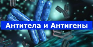 Антитела и антигены. Зачем это нужно знать