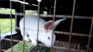 Кролики Хиколь l Бешеный рост l Почему эта порода