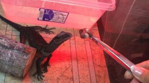 Южноазиатский варан кормление