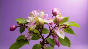 "Книга Пророка Иеремии" / 34 ГЛАВА