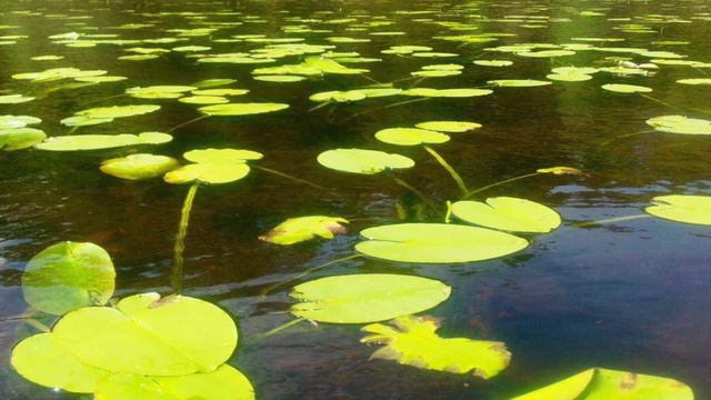 Sideways Lily Pad смотреть онлайн