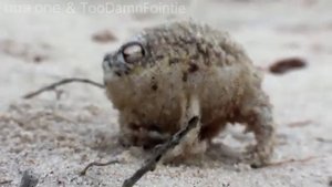 Как кричит дождевая лягушка