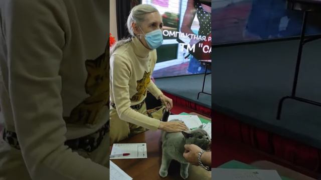 Британская кошка Катарина на выставке "Осенний вернисаж-2020", часть 2 смотреть онлайн