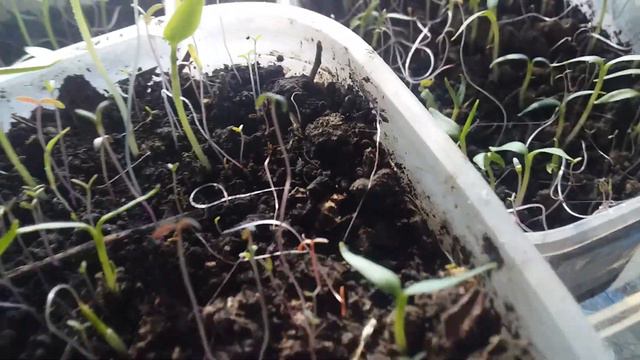 Рассада на 17 февраля 2023 Сибирь смотреть онлайн