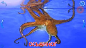 Карточки Домана Морские Обитатели