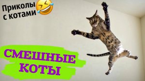 Приколы с котами! Смешные видео про кошек и котов! Приколы про котов! Выпуск №2