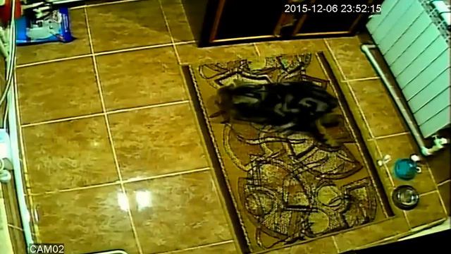 Вязка с Большим Международным Чемпионом 89087848699 смотреть онлайн