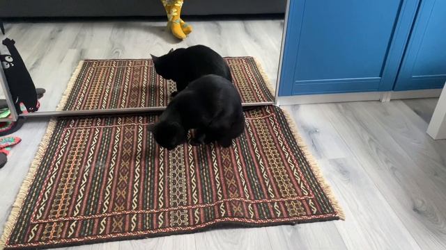 574❤️Наши помощники?. Как долго я Вас ждала??? смотреть онлайн