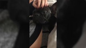 Все о породе ФРАНЦУЗКИЙ БУЛЬДОГ