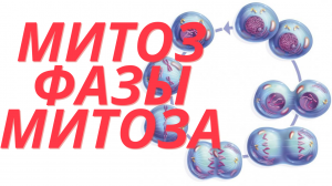 Митоз - Митотический цикл - Фазы митоза и их значение. Экзамен Биология