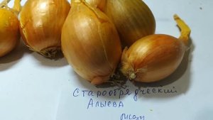 Лук шалот старообрядческий видео 12