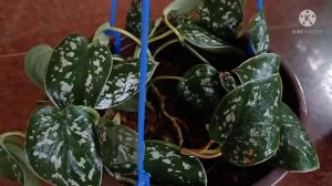 Silver Satin Pothos (Money plant)