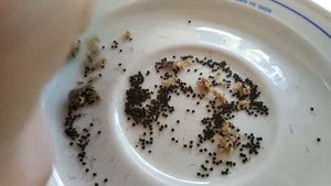 Как получить семена кактуса. Посадка.España.Madrid.