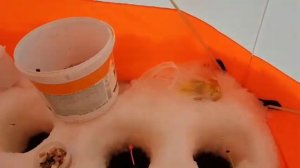 Впервые в Пурнеме, ловим навагу на новые наживки.