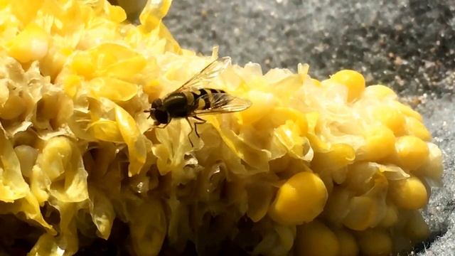 Это муха или оса? смотреть онлайн