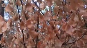 Последствия  пожара лесного