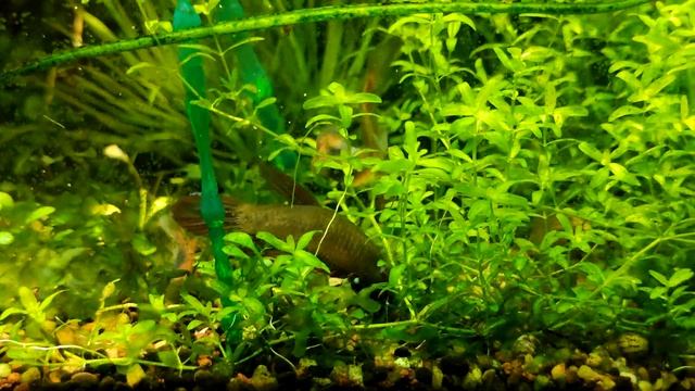 Петушок красный Бетта рубра / Betta rubra смотреть онлайн